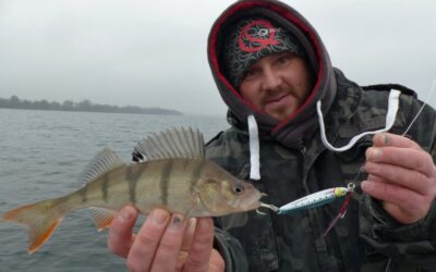 Futterfisch und Barsch passt gut zusammen !!!